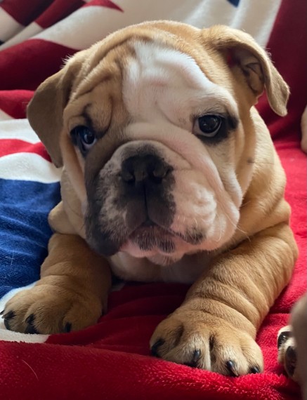 Amazing English Bulldog Girl For Sale Test u at ‪(908) 516-8653‬ Image eClassifieds4u