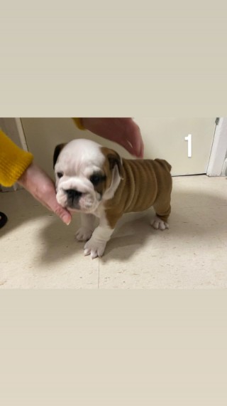 Amazing English Bulldog Girl For Sale Test u at ‪(908) 516-8653‬ Image eClassifieds4u