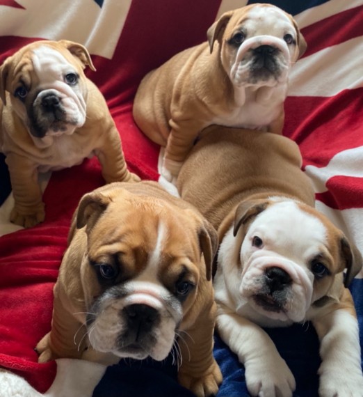 Beautiful English Bulldog Puppies Text us ‪(908) 516-8653‬ Image eClassifieds4u