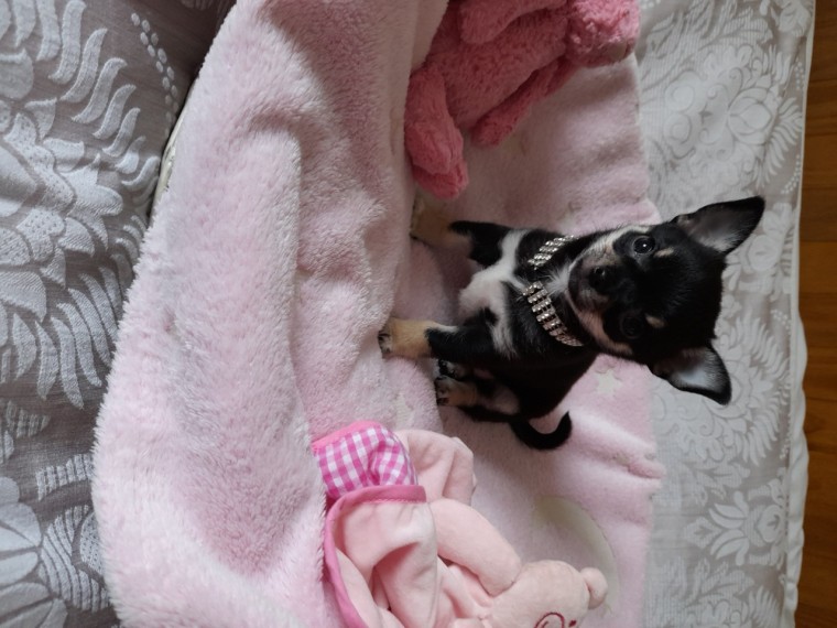 Black Adorable Chihuahua Puppies Text us at (908) 516-8653‬ Image eClassifieds4u