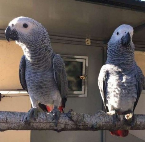ffgjnhkhk African grey parrots for sale Image eClassifieds4u
