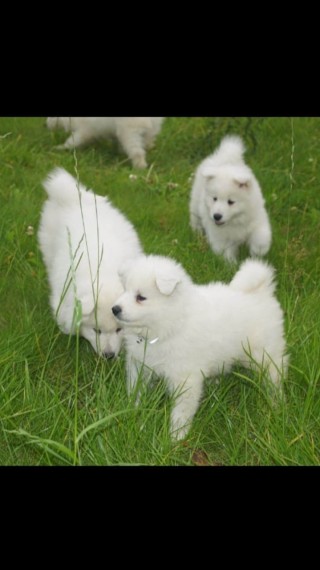 Friendliest Samoyed Puppys Text us ‪(908) 516-8653‬ Image eClassifieds4u