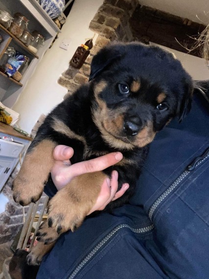 Kc Reg Rottweiler Puppies Text us at ‪(908) 516-8653‬ Image eClassifieds4u