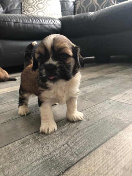 Lhasa Apsos Puppies For Sale Text us ‪(908) 516-8653‬ Image eClassifieds4u