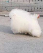 3 Male and Female Teacup Pomeranian Puppies for Adoption. Image eClassifieds4U