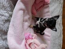 Black Adorable Chihuahua Puppies Text us at (908) 516-8653 Image eClassifieds4U