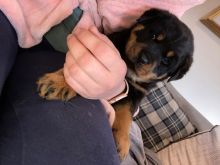 Chunky Pedigree Male Rottweiler For Sale Text us at (908) 516-8653 Image eClassifieds4u 2