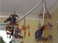 ffgjnhkhk African grey parrots for sale Image eClassifieds4u 2