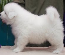 Friendliest Samoyed Puppys Text us ‪(908) 516-8653‬ Image eClassifieds4u 2