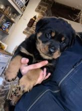 Kc Reg Rottweiler Puppies Text us at ‪(908) 516-8653‬ Image eClassifieds4u 1