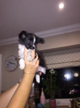 Pedigree Papillon Puppies Text us at ‪(908) 516-8653‬ Image eClassifieds4u 2