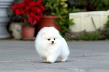 Top quality Pomeranian puppies in all well trained. Image eClassifieds4U