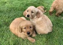Well trained Golden Retriever puppies for adoption Email US (christjohnson204@gmail.com ) Image eClassifieds4u 1