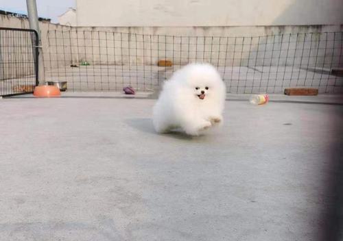 Male And Female Pomeranian Puppies For Adoptions Image eClassifieds4u