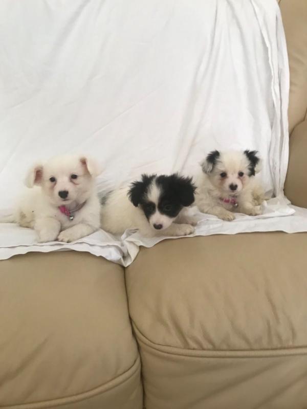 Pedigree Papillon Puppies Text us at ‪(908) 516-8653‬ Image eClassifieds4u