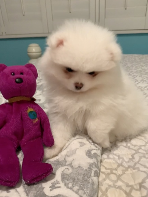 Potty Trained Pomeranian Puppies Image eClassifieds4u