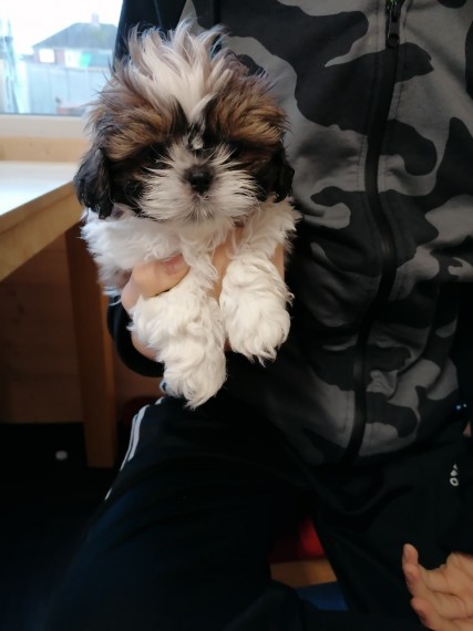 Shih Tzu Boy and Girl Puppy For Sale Text us at ‪(908) 516-8653‬ Image eClassifieds4u