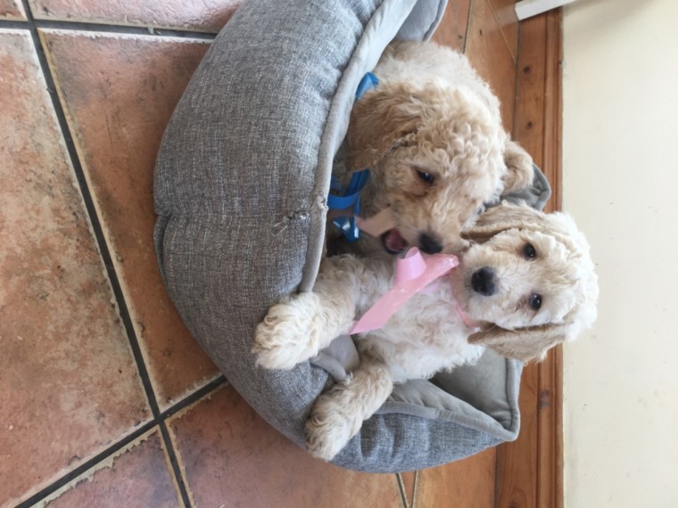 Standard Poodle Puppies Text us at ‪(908) 516-8653‬ Image eClassifieds4u