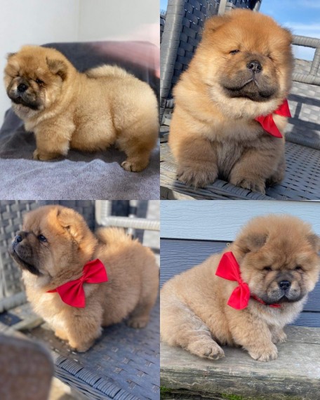 Stunning Chow Chow Puppies Text us at ‪(908) 516-8653‬ Image eClassifieds4u