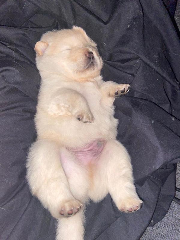Stunning Chow Chow Puppies Text us at ‪(908) 516-8653‬ Image eClassifieds4u