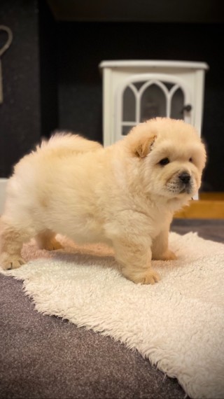 Stunning Chow Chow Puppies Text us at ‪(908) 516-8653‬ Image eClassifieds4u