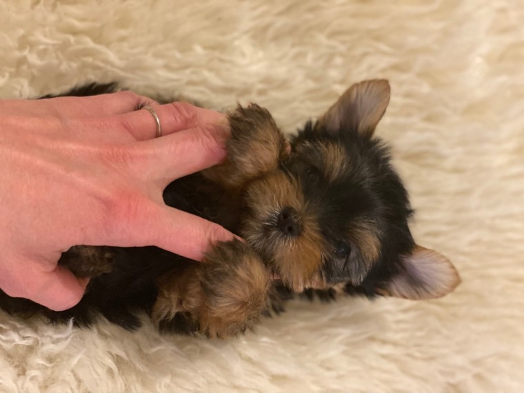 We have 4 girl and 1 boy Yorkshire Terrier Puppies Text us at ‪(908) 516-8653‬ Image eClassifieds4u