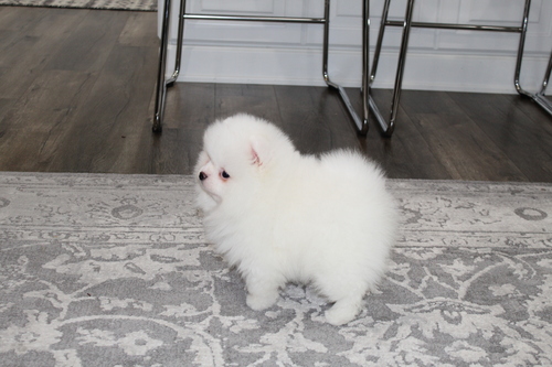 WE HAVE STANDARD POMERANIAN PUPPIES Image eClassifieds4u