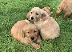 Well trained Golden Retriever puppies for adoption Email US (christjohnson204@gmail.com ) Image eClassifieds4u