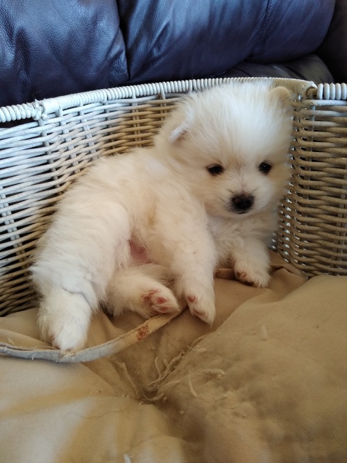 White Teacup Pomeranian Puppies Image eClassifieds4u