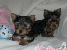 Splashy Sumptuous Superb Yorkie Puppies For Re-homing