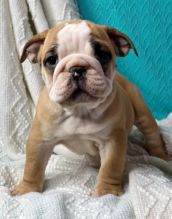 Accommodating English Bulldog For Sale Text +1 (516) 262-6359