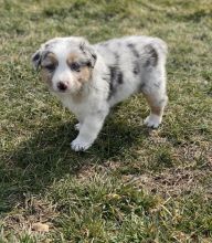 Australian Shepherd Puppies for Sale Text +1 (516) 262-6359