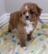 Bernedoodle Puppies For Sale Text +1 (516) 262-6359