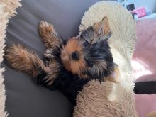 Convenient Correct Fitting Yorkie Puppies For Re-homing