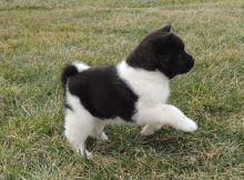 Devoted Akita Puppies For Sale Text +1 (516) 262-6359