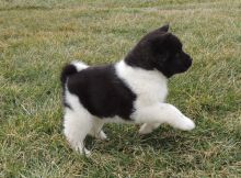 Devoted Akita Puppies For Sale Text +1 (516) 262-6359