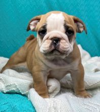 English Bulldog For Sale Text +1 (516) 262-6359