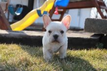 French Bulldog For Sale Text +1 (516) 262-6359