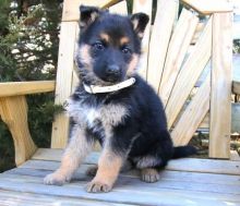 German Shepherd For Sale Text +1 (516) 262-6359