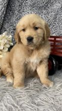 Golden Retrievers Puppies For Sale Text +1 (516) 262-6359