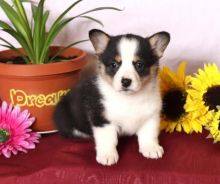 Insightful, Playful Pembroke Welsh Corgi Puppies For Sale Text +1 (516) 262-6359