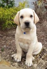 Labrador Retriever Puppies For Sale Text +1 (516) 262-6359