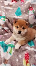 Mighty Shiba Inu For Sale Text +1 (516) 262-6359