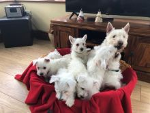 Playful Adorable West Highland Terrier For Sale