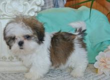 Shih Tzu Puppies For Sale Text +1 (516) 262-6359