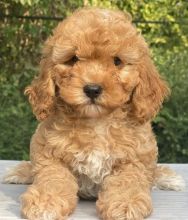 Two Cavapoo puppies for adoption.