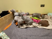 Weimaraner Puppies For Sale Text us at ‪(908) 516-8653