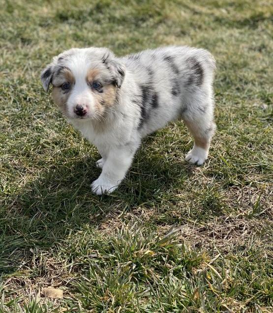 Australian Shepherd Puppies for Sale Text +1 (516) 262-6359 Image eClassifieds4u