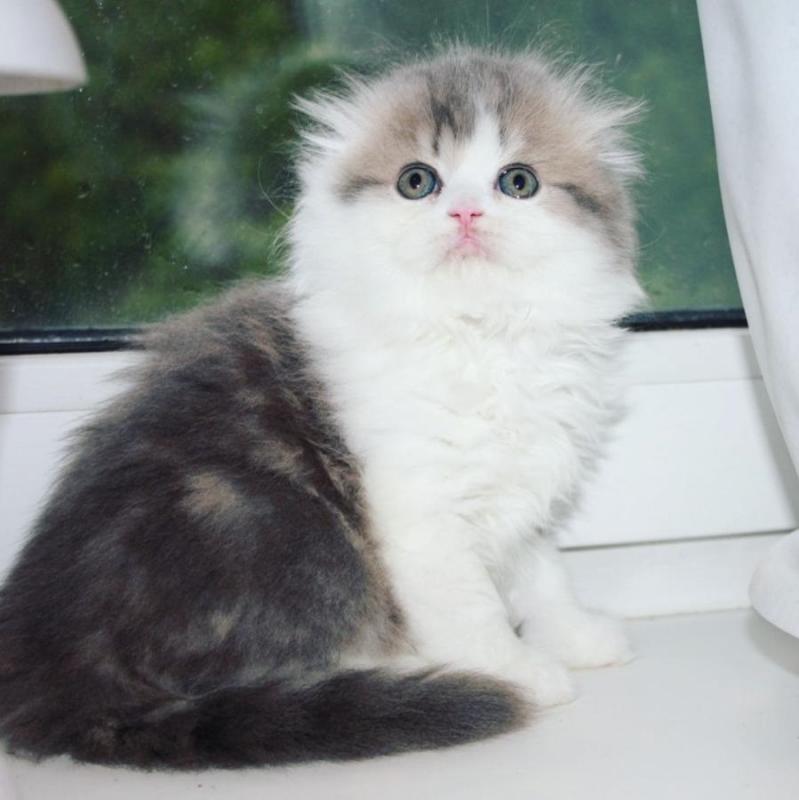 Beautiful scottish fold kittens. Image eClassifieds4u