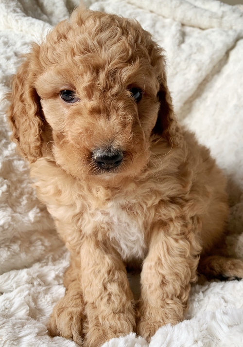 Bernedoodle Puppies For Sale Text +1 (516) 262-6359 Image eClassifieds4u